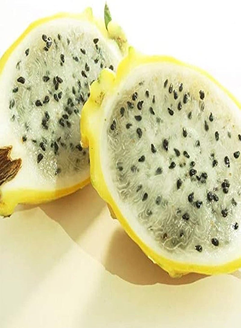 GGOOT 50Stück Pitaya Samen Drachenfrucht drinnen draußen Aussaat einfache Verwaltung saftige Früchte süß köstlich schaffen einzigartige künstlerische Landschaft wartungsarm - Image 2