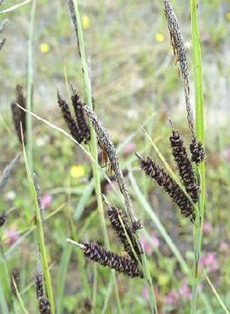GGOOT Carex flacca glauca 100 Seeds