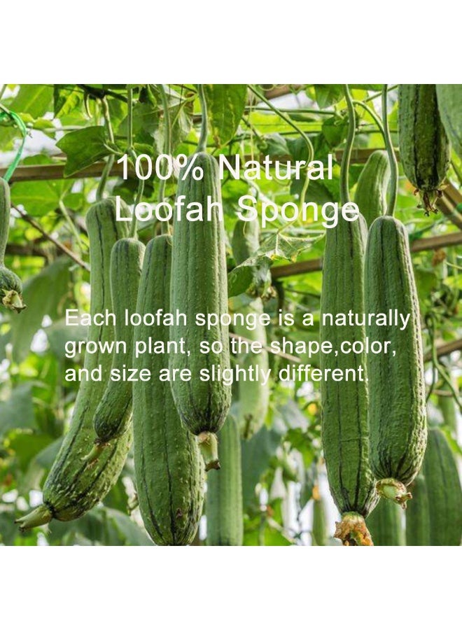 الفرشاة الاستحمامية الطبيعية من اللوفة (حزمة مضغوطة 49 سم، مجموعة من 3 قطع) - Image 2