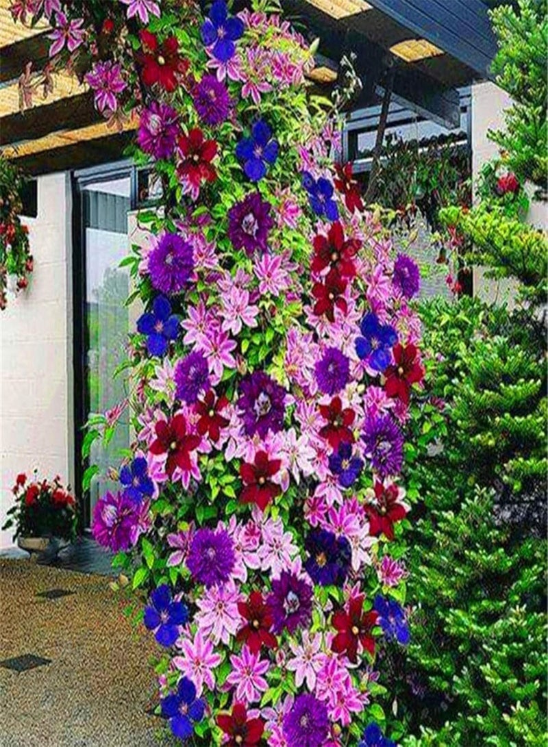 GGOOT Flowers Seeds 100Pcs Clematis Climbing Vine Seeds Flower Plant Home Office Ornament Decoration Easy Sow for Garden Planting - Mixed Color - Image 1