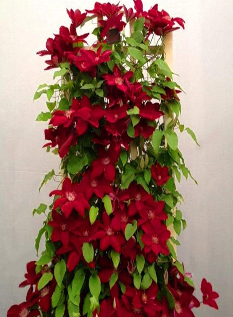 GGOOT Flowers Seeds 100Pcs Clematis Climbing Vine Seeds Flower Plant Home Office Ornament Decoration Easy Sow for Garden Planting - Mixed Color - Image 3