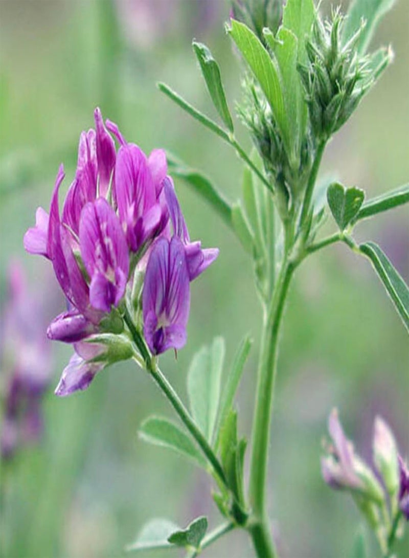 GGOOT Lucerne Medicago Sativa Alfalfa Nitrogen Fixing Green Manure Rhizobium Coated bulk order 1g