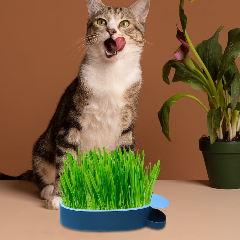 3pcs Practical Cat Plants Box Planting Box Household Cat Grass Plant Nursery Tray - Image 4
