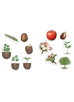 Learning Resources دورة حياة نبات مغناطيسية عملاقة متعددة الألوان 7 بوصات طولاً × 9 بوصات ارتفاعًا  - Image 1