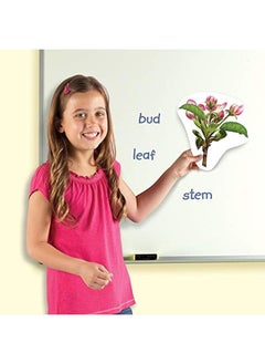 Learning Resources دورة حياة نبات مغناطيسية عملاقة متعددة الألوان 7 بوصات طولاً × 9 بوصات ارتفاعًا  - Image 4