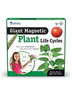 Learning Resources دورة حياة نبات مغناطيسية عملاقة متعددة الألوان 7 بوصات طولاً × 9 بوصات ارتفاعًا  - Image 5
