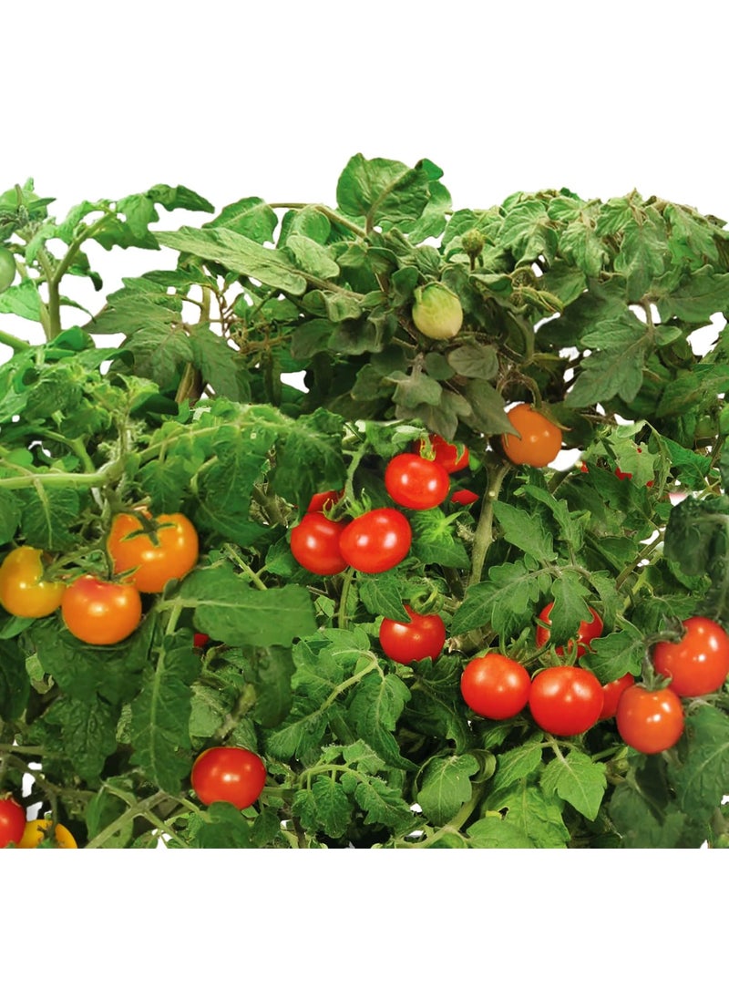 AeroGarden AeroGarden Red Heirloom Tomato Seed Pod Kit 6pod  - Image 3