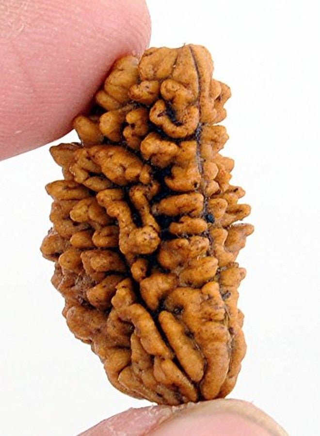 Maalavya One Face Rudraksha (1 Mukhi Rudraksh) - Image 1