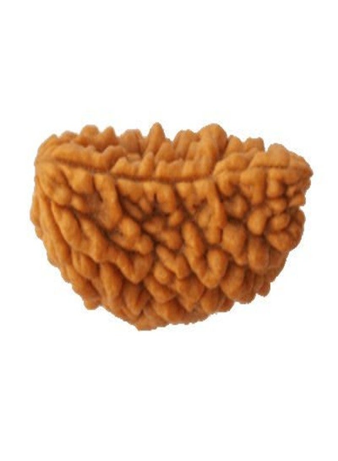 Maalavya One Face Rudraksha (1 Mukhi Rudraksh) - Image 2