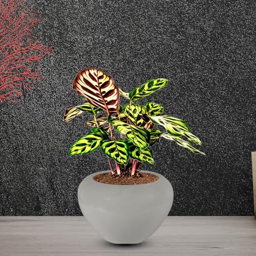 Lasaki Cloud Apple Small White Ceramic Pots for Indoor & Outdoor Plants | Decorative Balcony, Garden & Office Succulent Pot | Unique Designer Gamla Ceramic Planters Pots (H-10 X D-10 Cm) - Image 4