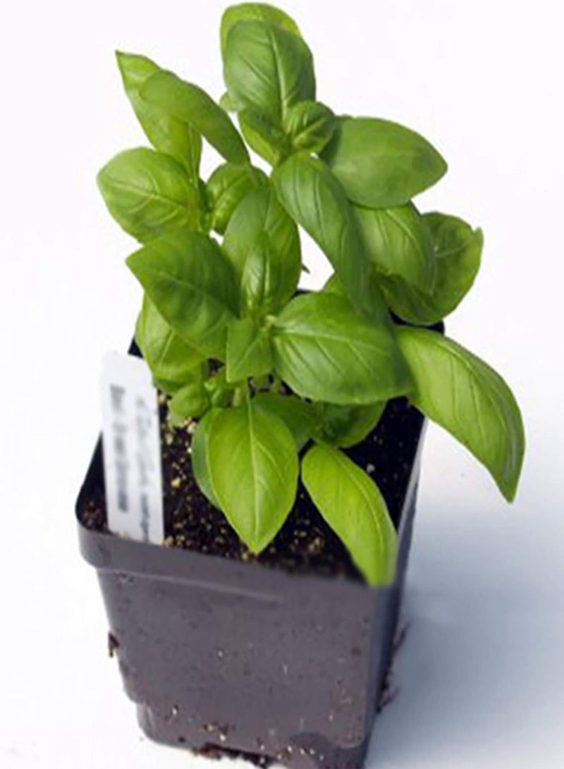 GGOOT 100Pcs Premium Flower Seeds, Ocimum Basilicum Seeds Fast Growing High Survival Rate Natural Edible Basil Seeds for Parterre Green - Image 1