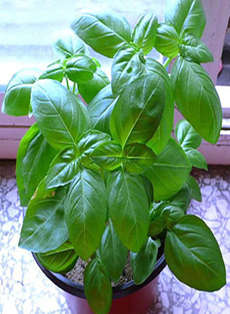 GGOOT 100Pcs Premium Flower Seeds, Ocimum Basilicum Seeds Fast Growing High Survival Rate Natural Edible Basil Seeds for Parterre Green - Image 4