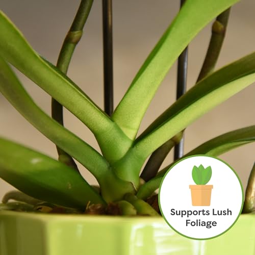 PERFECT PLANTS All Natural Orchid Potting Mix 4qts. by Perfect Plants | Hand Mixed in Small Batches | Great for Phalaenopsis of All Kinds - Image 5