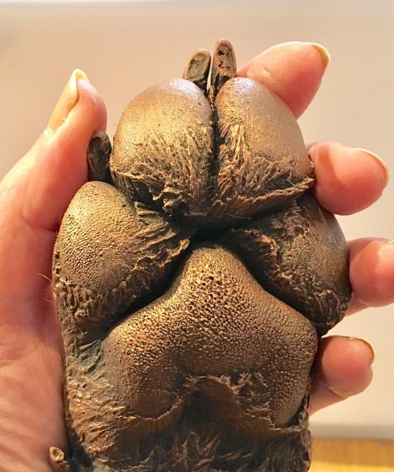 BABIES BLOOM BABIES BLOOM Dog or Cat Paw Casting kit. Pet Paw Gift for Pet Parent’s pet Owner’s Dog Lovers. Memorable Paw Print. (Pet Casting) 100g (Gold) - Image 4