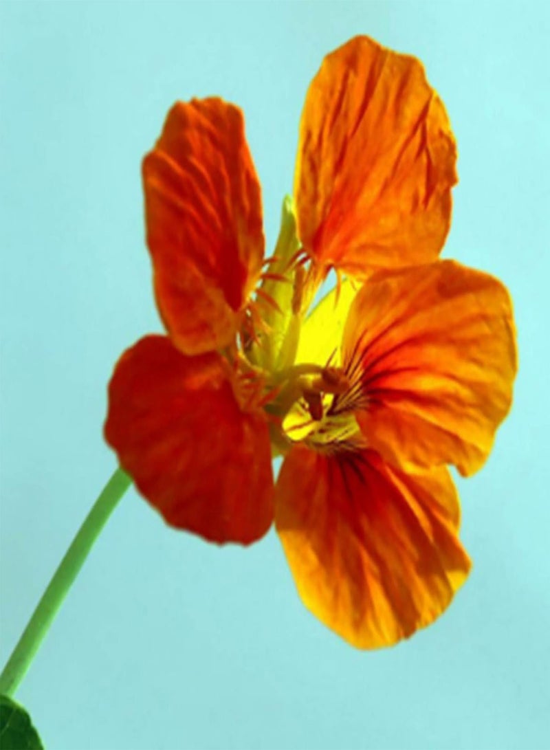 GGOOT 50Pcs/Bag Seed Eco-Friendly Good Water Absorption Fresh Bonsai Garden Nasturtium Flower Seed for Household Seed for Lawn - Image 3