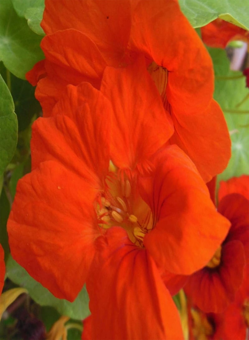 GGOOT 50Pcs/Bag Seed Eco-Friendly Good Water Absorption Fresh Bonsai Garden Nasturtium Flower Seed for Household Seed for Lawn - Image 4