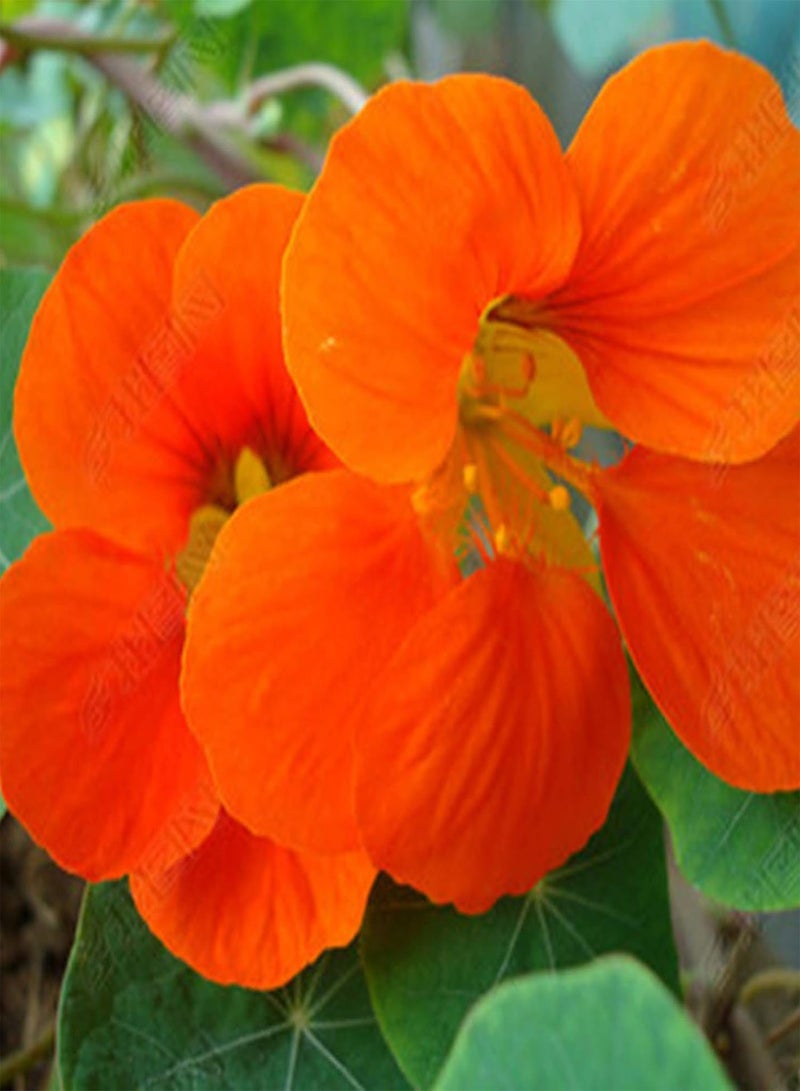 GGOOT 50Pcs/Bag Seed Eco-Friendly Good Water Absorption Fresh Bonsai Garden Nasturtium Flower Seed for Household Seed for Lawn - Image 5