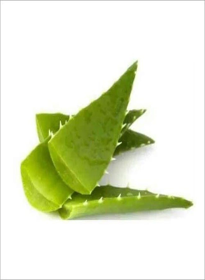 Fresh Aloe Vera, 1 Pc - Image 4