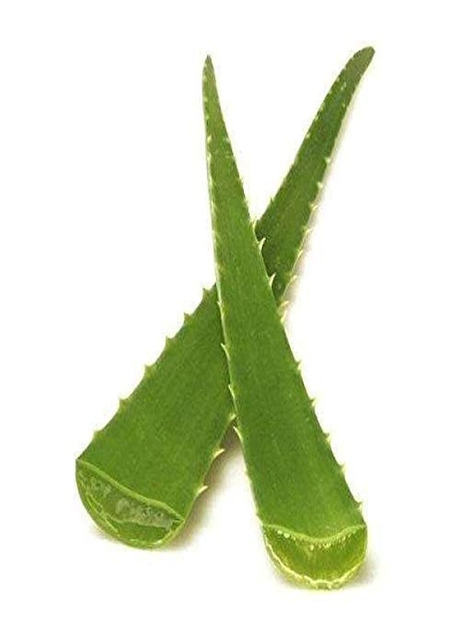 Fresh Aloe Vera, 1 Pc - Image 3