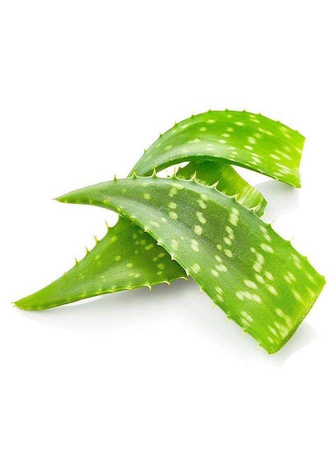 Fresh Aloe Vera, 1 Pc - Image 1