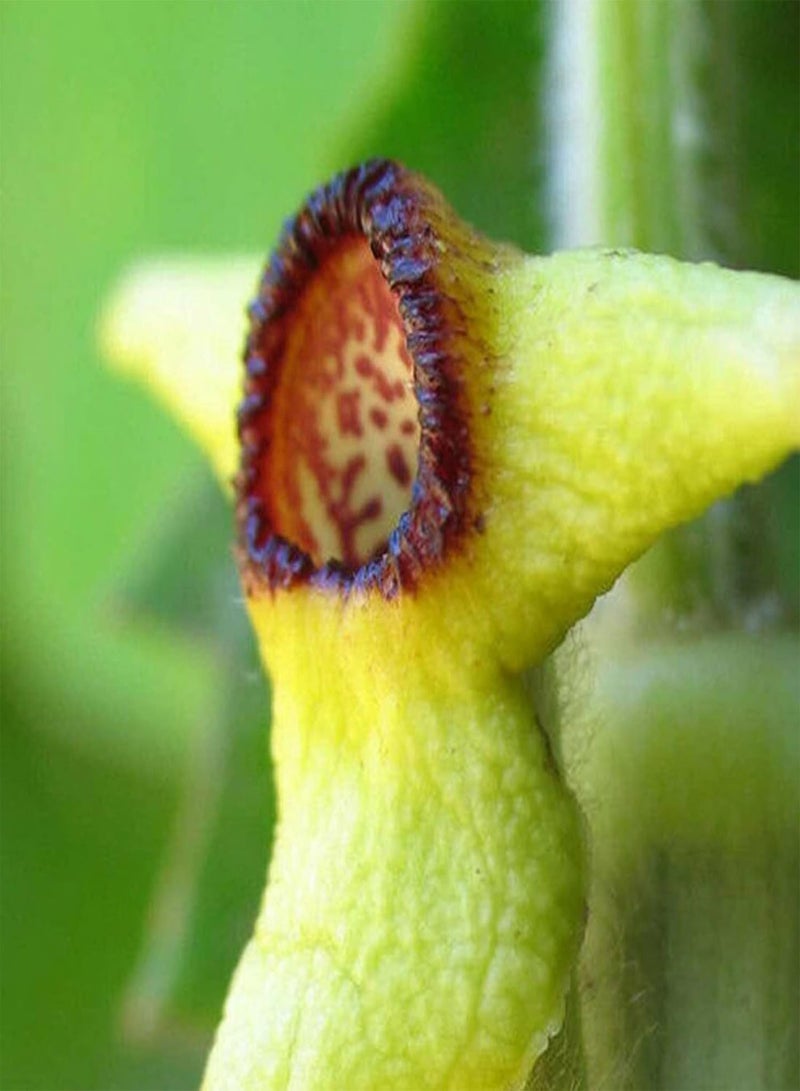 GGOOT 50Pcs Aristolochia Tomentosa Seeds, Ornamental Nutritious Valuable Fructus Aristolochiae Garden Decoration Seeds for Home - Seed - Image 1
