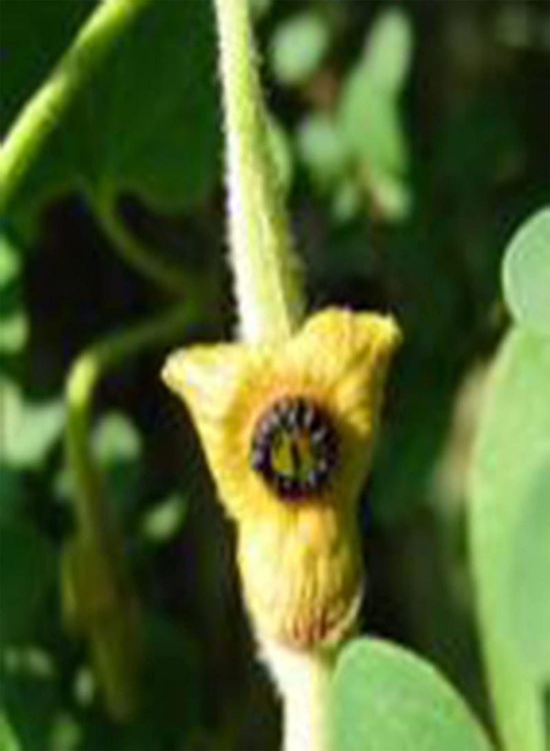 GGOOT 50Pcs Aristolochia Tomentosa Seeds, Ornamental Nutritious Valuable Fructus Aristolochiae Garden Decoration Seeds for Home - Seed - Image 5