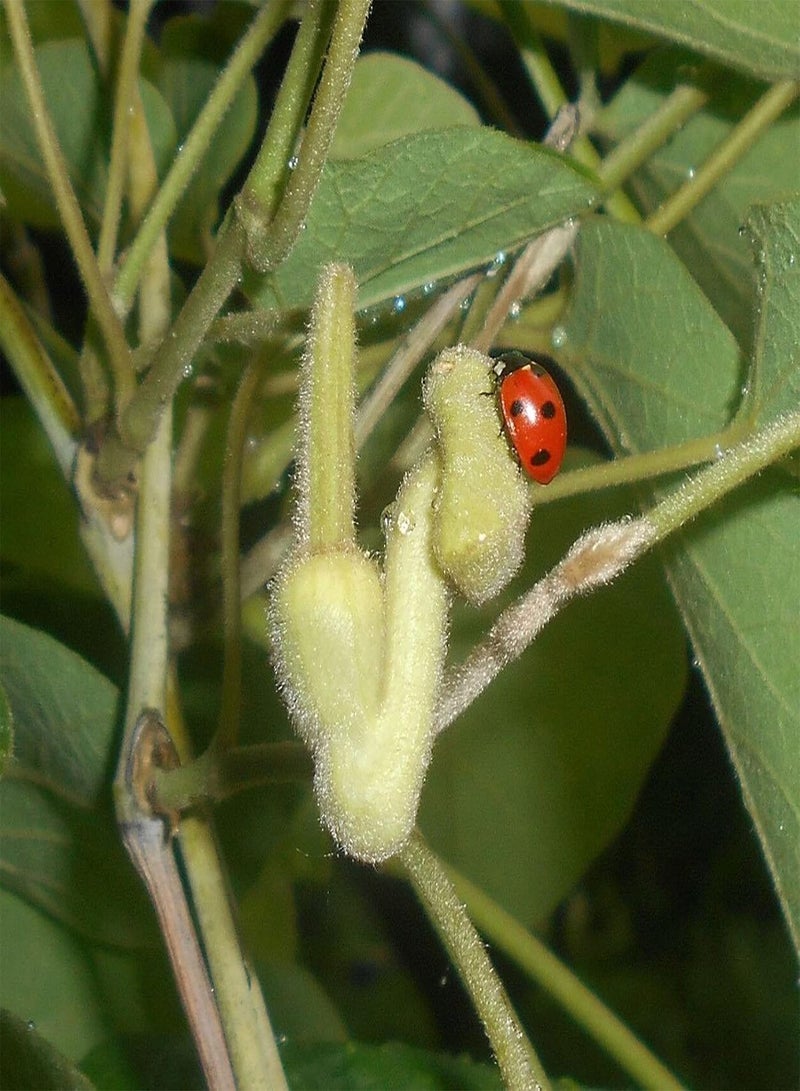 GGOOT 50Pcs Aristolochia Tomentosa Seeds, Ornamental Nutritious Valuable Fructus Aristolochiae Garden Decoration Seeds for Home - Seed - Image 3