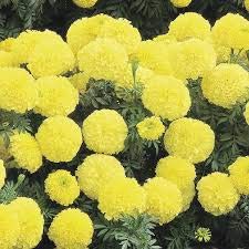 brown leaf سلسلة زهور الماريغولد الاصطناعية من براون ليف®، زهرة رقيقة بطول حوالي 4.5 قدم، عبوة من 5 خيوط، للاستخدام في تزيين ديوالي، الحفلات، المنزل، وتزيين المهرجانات الأخرى (أصفر) - Image 5