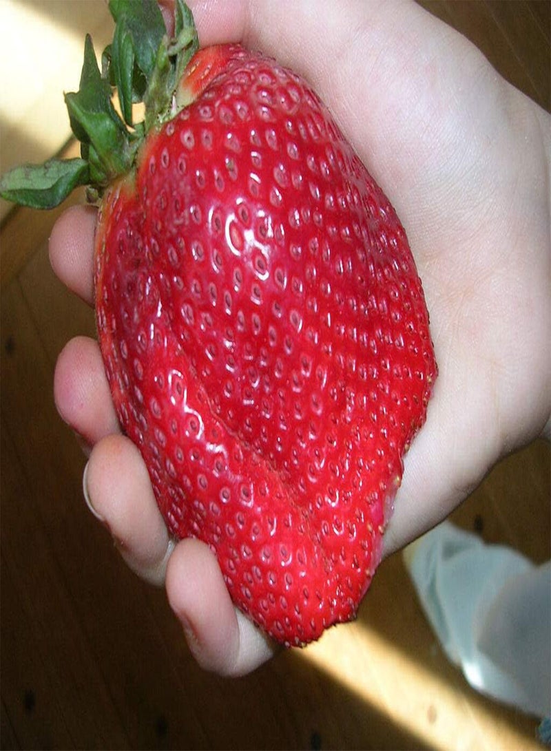 GGOOT 200 Seeds Giant Strawberry Seed Rare Fragaria Ananassa Big Fruit Seeds Organic - Image 2