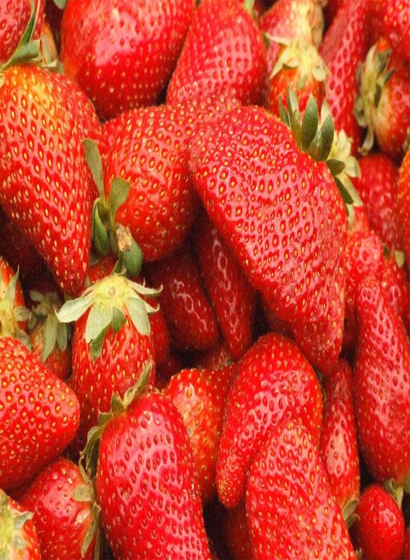 GGOOT 200 Seeds Giant Strawberry Seed Rare Fragaria Ananassa Big Fruit Seeds Organic - Image 1