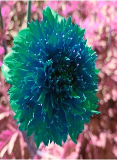 Extraordinary Flowers/Can be Planted All Year Round/Long Flowering Period/Dahlia Seeds/Perennial plants-75 PCS,c