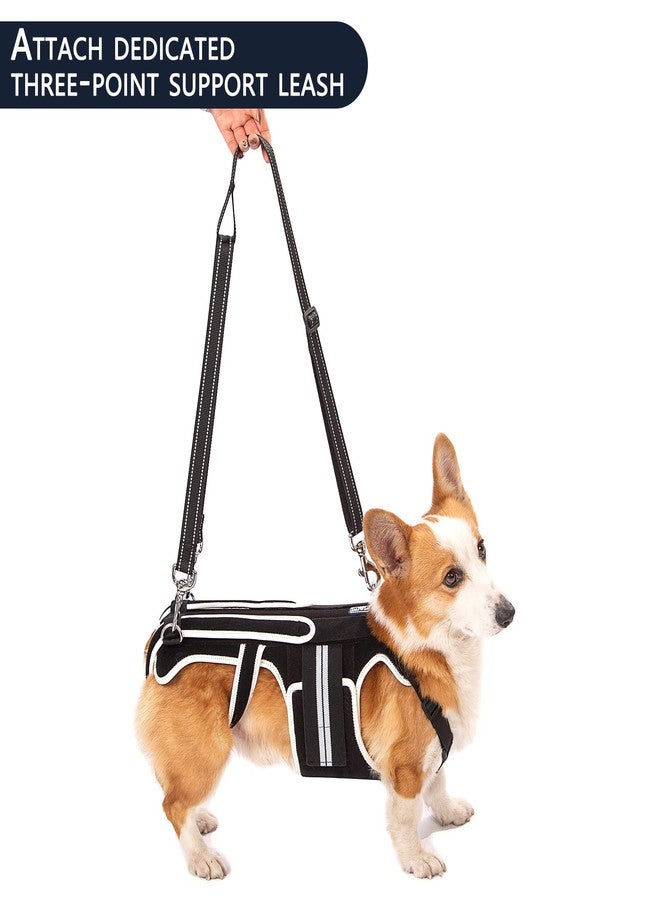 LufeLux Back Brace for Dogs with IVDD, Arthritis, Back Pain, Surgical Recovery and Rehabilitation, Dachshund Back Pain Relief, IVDD Harness(Large) - Image 3