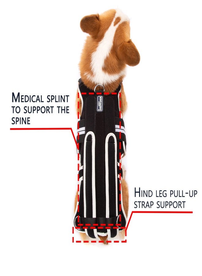 LufeLux Back Brace for Dogs with IVDD, Arthritis, Back Pain, Surgical Recovery and Rehabilitation, Dachshund Back Pain Relief, IVDD Harness(Large) - Image 4