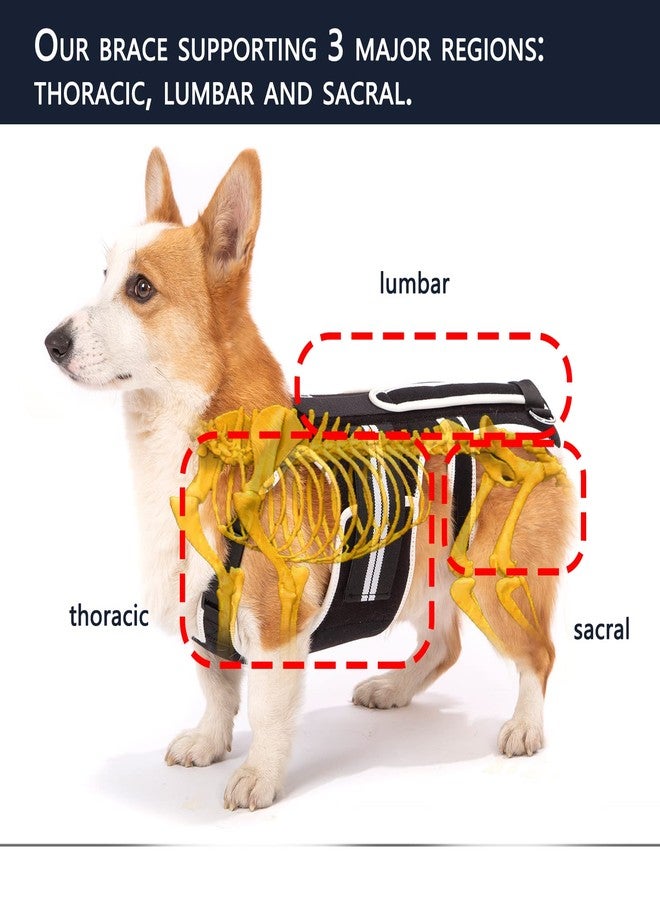 LufeLux Back Brace for Dogs with IVDD, Arthritis, Back Pain, Surgical Recovery and Rehabilitation, Dachshund Back Pain Relief, IVDD Harness(Large) - Image 5