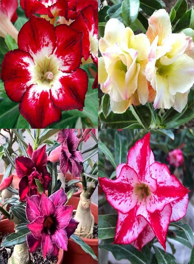 جي جوت بذور طازجة 2 قطعة بذور زهرة الأدينيوم للزراعة مختلطة 3