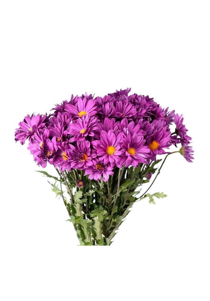 Chrysanthemum, Daisy Purple - 10 stems, Colombia