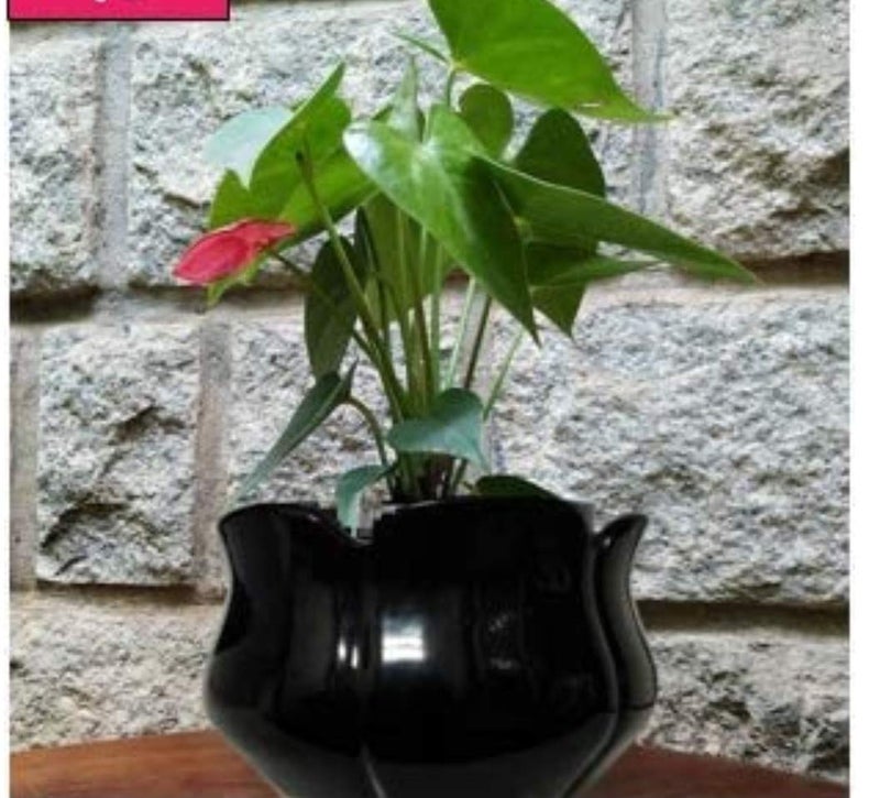 Niyara Ceramic Planter Lotus Shape for Indoor, Outdoor, Home, Office, Balcony, Decor,Garden Size - 7 inches (Black) - Image 1