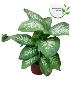 Indoor Natural Plants And Trees - pzsku/Z4C3BB8F4F8584102077AZ/45/_/1729606978/6bf53d1d-3ab2-4164-a384-aa43116fe92c