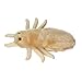 Giant microbes Louse Plush Learn About Lice and How to Treat Them Fun Educational Gift for Family Friends Doctors Nurses Scientists Insect Lovers and All with a Healthy Sense of Humor - Image 3