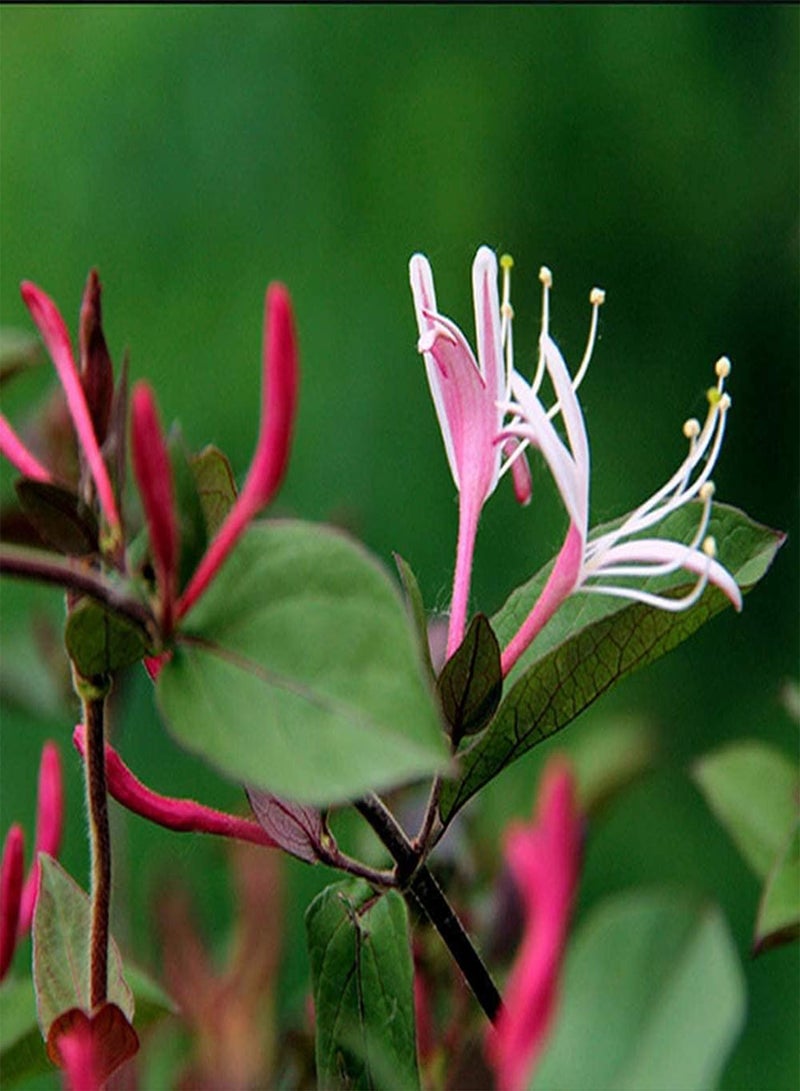 GGOOT 100pcs Honeysuckle Seeds and in The Garden Courtyard Terrace Add Colorful Perennial Flower Attracting Butterflies and Bees Widely Gardening Courtyard Planting - Image 2