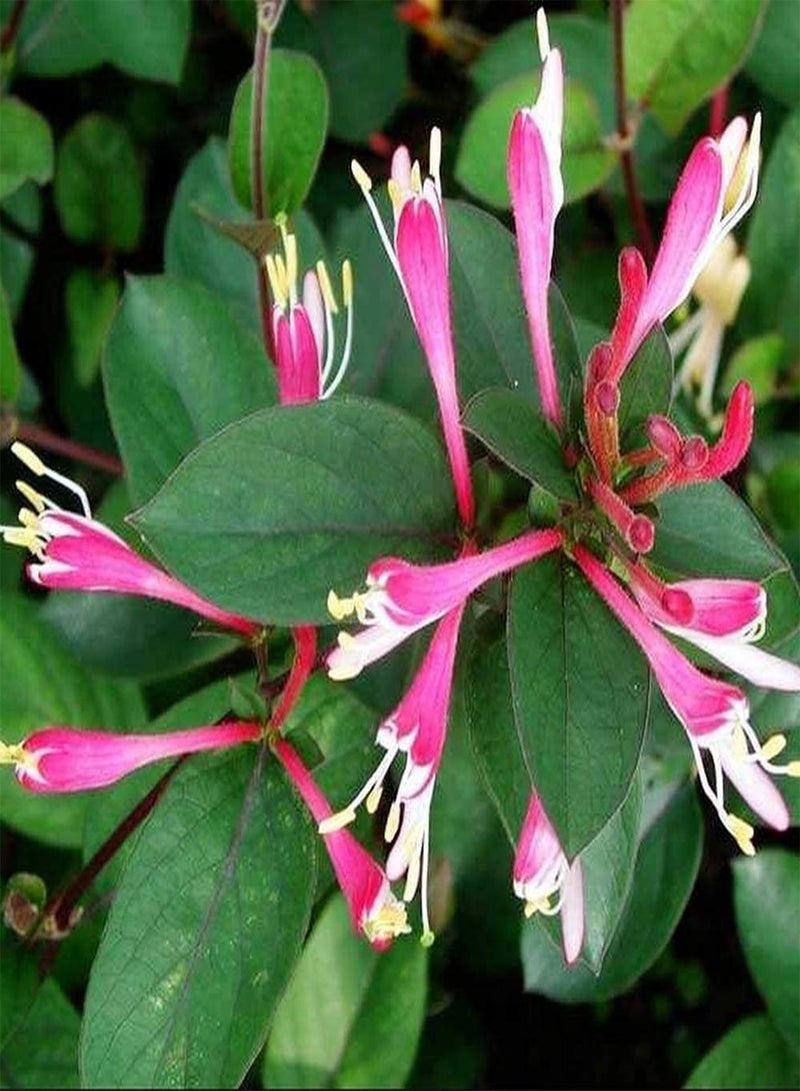 GGOOT 100pcs Honeysuckle Seeds and in The Garden Courtyard Terrace Add Colorful Perennial Flower Attracting Butterflies and Bees Widely Gardening Courtyard Planting - Image 3