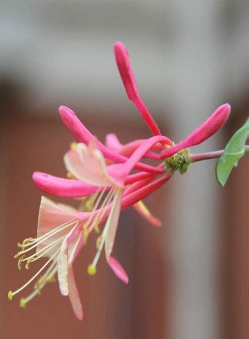 GGOOT 100pcs Honeysuckle Seeds and in The Garden Courtyard Terrace Add Colorful Perennial Flower Attracting Butterflies and Bees Widely Gardening Courtyard Planting - Image 1