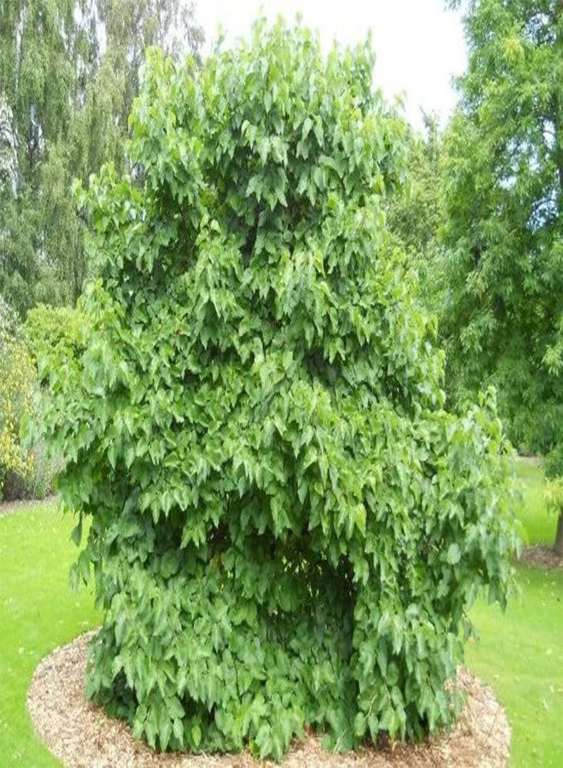 جي جوت التوت الأسود (Morus Nigra) 100 بذرة نبيذ ومربى وجن شحن في نفس اليوم - Image 4