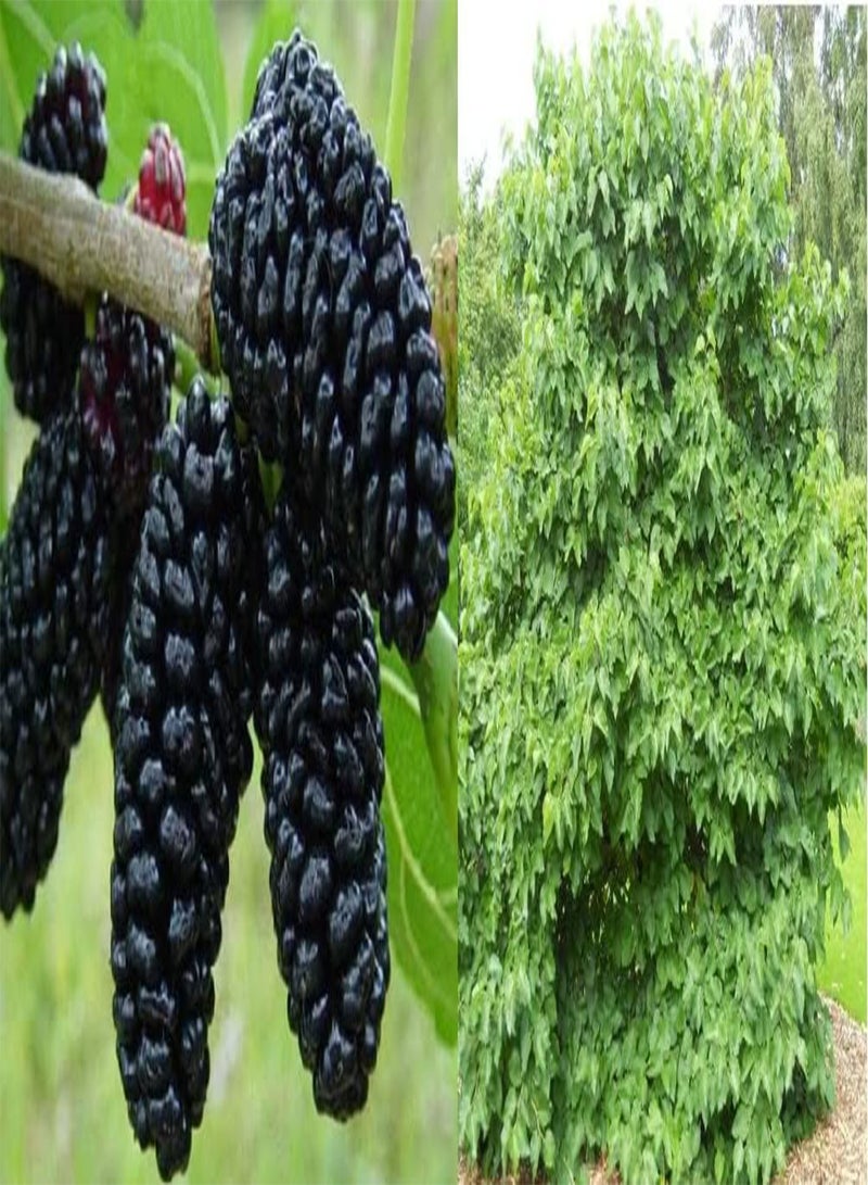 جي جوت التوت الأسود (Morus Nigra) 100 بذرة نبيذ ومربى وجن شحن في نفس اليوم - Image 1