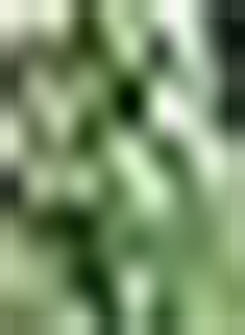 GGOOT 100Stück Basilikumsamen Heirloom Gemüsesamen Gartenpflanzen Kühler Sommer Starke Anpassungsfähigkeit für den Innen und Außenbereich Zum Pflanzen geernteter Gemüsesorten - Image 2