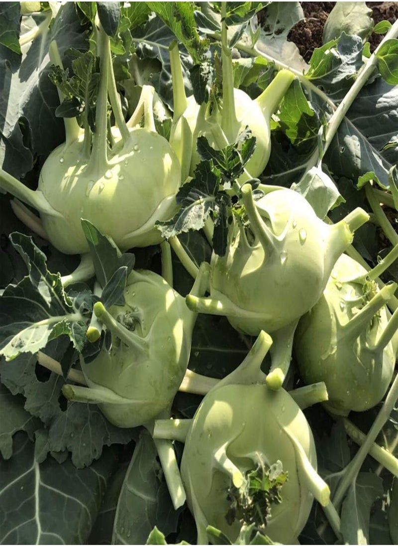White Kohlrabi Fruit Seeds 100pcs