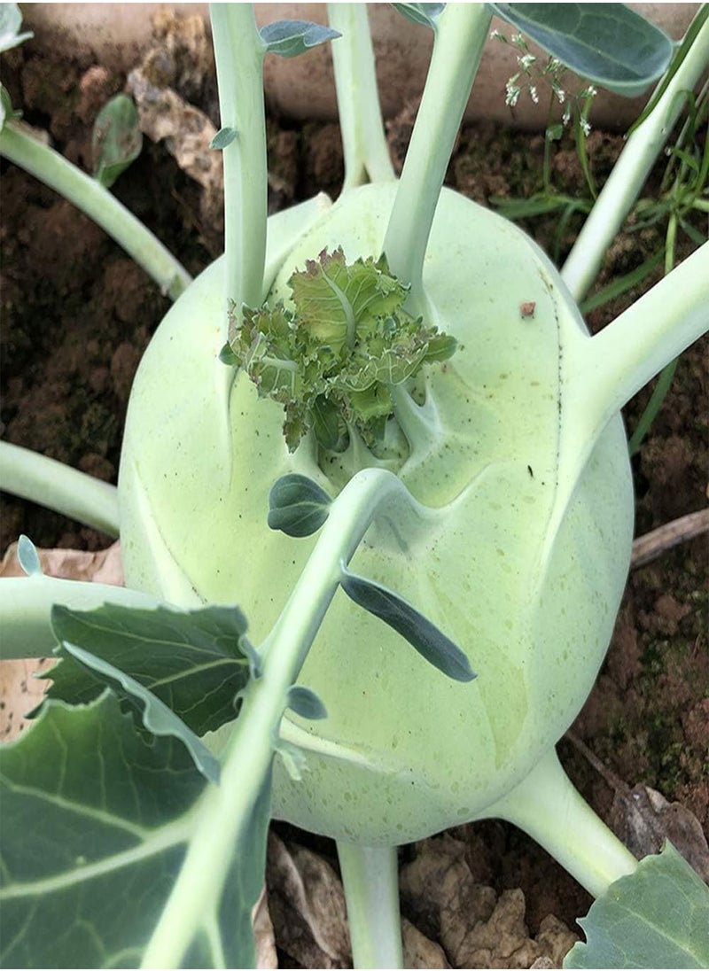 White Kohlrabi Fruit Seeds 100pcs