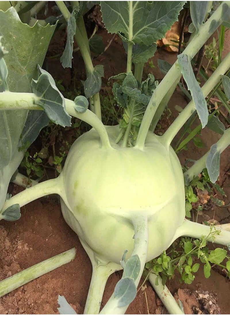 White Kohlrabi Fruit Seeds 100pcs