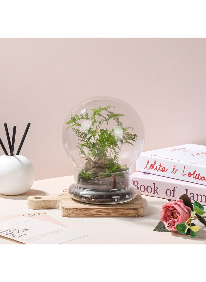 LAMAY Glass Cloche for Indoor Plants Terrarium with Air Hole Base Mini Cloche Dome for Display Home Decor 6.63inch - Image 2