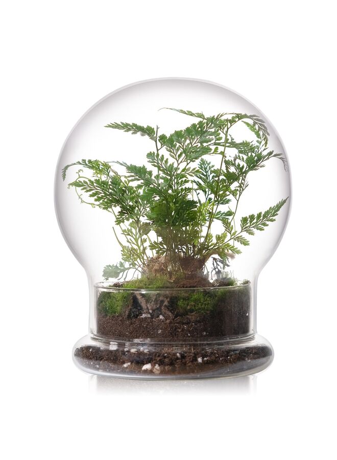 LAMAY Glass Cloche for Indoor Plants Terrarium with Air Hole Base Mini Cloche Dome for Display Home Decor 6.63inch - Image 1